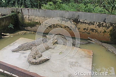 Crocodiles On Cage Stock Photo