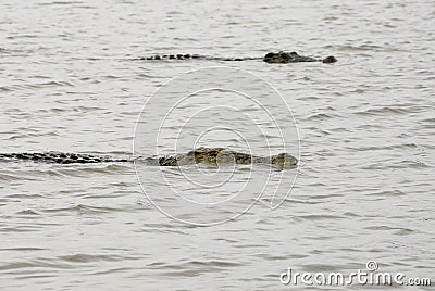 Crocodiles on Chamo Lake (Ethiopia) Stock Photo