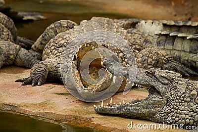 Crocodiles are cooling down with mouth open Stock Photo