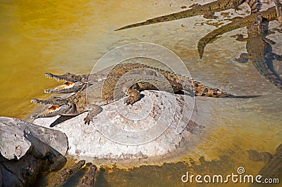 Crocodiles cooling down with mouths open Stock Photo