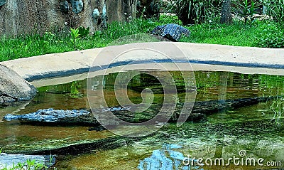 Crocodiles cooling off in and near water body Editorial Stock Photo