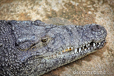 Crocodiles In A Crocodiles Farm Stock Photo