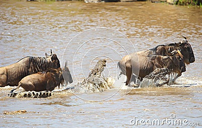 Crocodiles (Crocodylus niloticus) Stock Photo