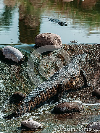 Crocodiles in crocopark Stock Photo