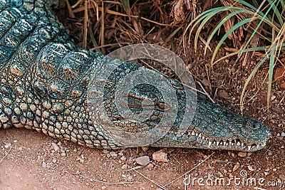 Crocodiles in crocopark Stock Photo