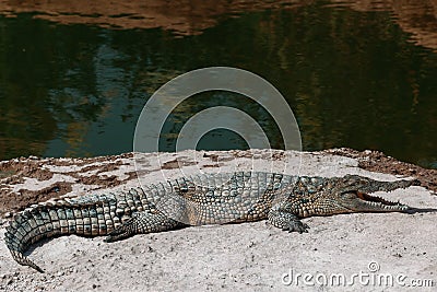 Crocodiles in crocopark Stock Photo