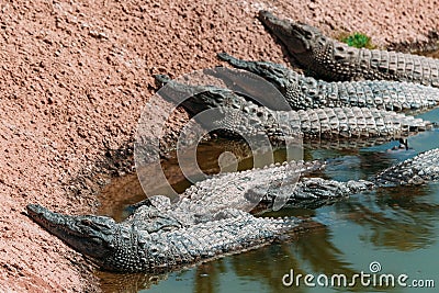 Crocodiles in crocopark Stock Photo