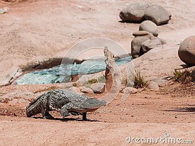 Crocodiles in crocopark Stock Photo