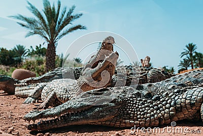 Crocodiles in crocopark Stock Photo