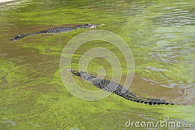 Crocodiles in dirty water Stock Photo