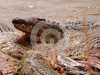 Crocodiles feasting in the Mara River Stock Photo