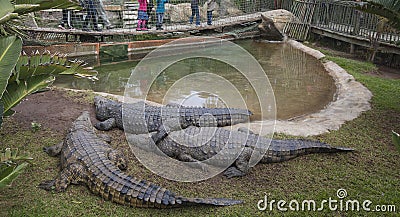 Crocodiles in enclosure Stock Photo