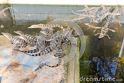 Crocodiles farm at Battambang, Cambodia Stock Photo