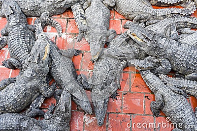 Crocodiles farm at Battambang, Cambodia Stock Photo