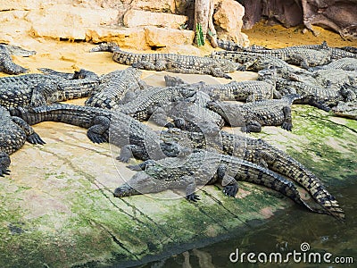 Crocodiles in the farm of crocodiles at Pierrelatte in the department of Drôme in France Stock Photo