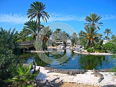 The crocodiles on the farm on Djerba Island, Tunis Stock Photo