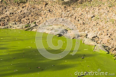 Crocodiles Stock Photo