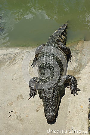 Crocodiles Stock Photo