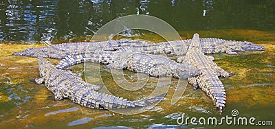 Crocodiles Stock Photo