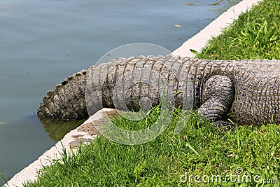 Crocodiles live by the river in the nursery Stock Photo