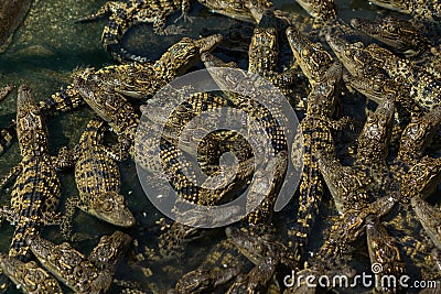 Crocodiles nursery pond. Stock Photo