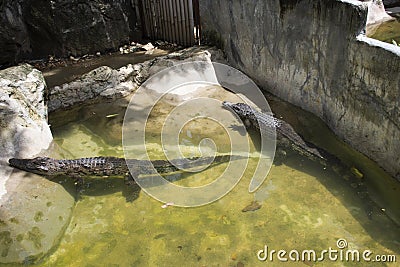 Crocodiles sleeping and resting and swimming in water pond and cage at public park in Bangkok, Thailand Stock Photo
