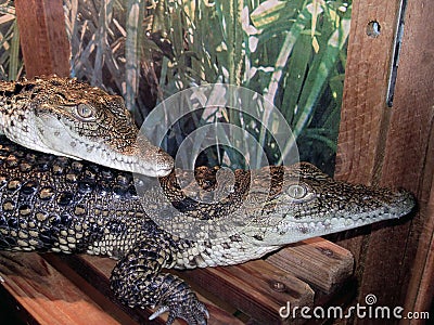 Crocodiles Stock Photo