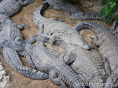 Crocodiles Stock Photo