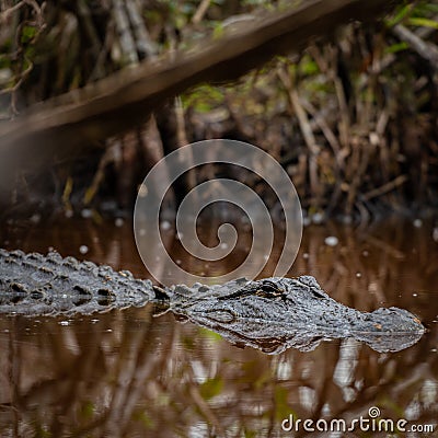 Crocodline Floats in Dark Tannin Water Stock Photo