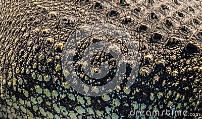 Crocodylus niloticus or Nile crocodile skin Stock Photo