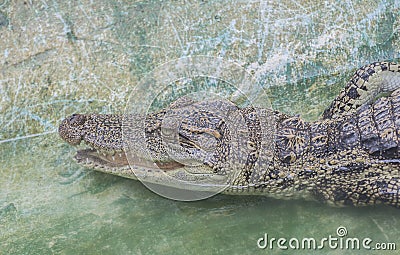 Crocodylus siamensis in the zoo Stock Photo