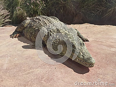 Crocoparc Agadir is a crocodile zoological park located in Drarga, a suburb of Agadir, Morocco. Stock Photo