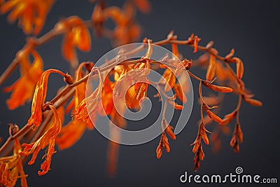 Colourful inflorescences of vivid red and orange flowers on divaricate branching stems on dark background Stock Photo