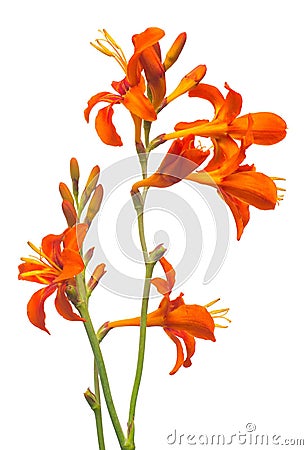 Crocosmia flower orange isolated on white background Stock Photo