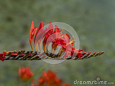 Crocosmia flower spike with red flowers and buds Stock Photo