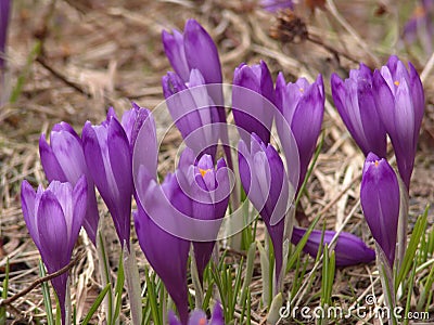 Crocus Stock Photo