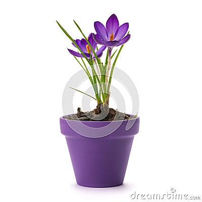 Crocus Stock Photo