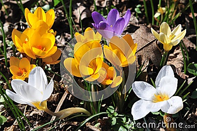 Crocus Stock Photo