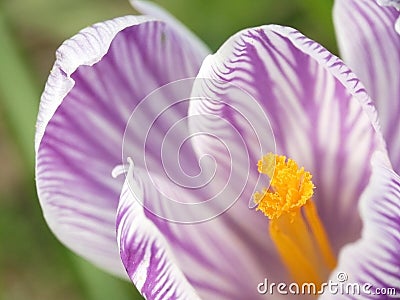 Crocus Stock Photo