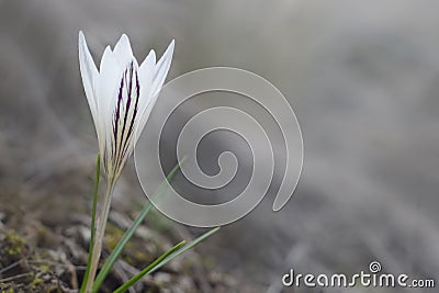 Crocus bloom in early spring Stock Photo