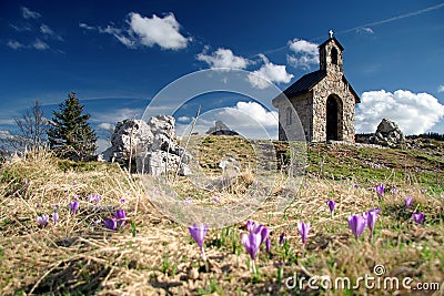 Crocus bloom at spring Stock Photo