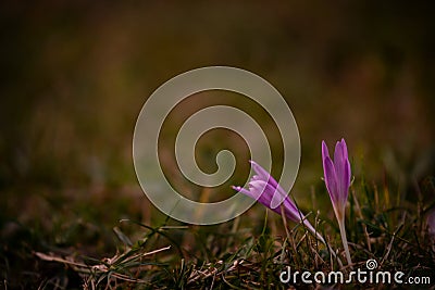 The crocus bloomed in the meadow. Colchicum autumnale purple wild flower in sunlight Stock Photo