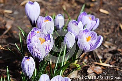 Crocus bright purple snowdrop in a flowering park on a sunny spring day Stock Photo