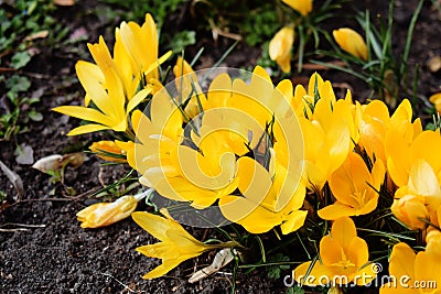 Crocus bright yellow snowdrop in a flowering park on a sunny spring day Stock Photo