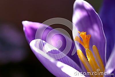 Crocus closeup Stock Photo