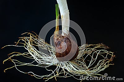 Crocus sativus corm with stem and new growth close-up on a dark background. Photo for images of planting, transplanting Stock Photo