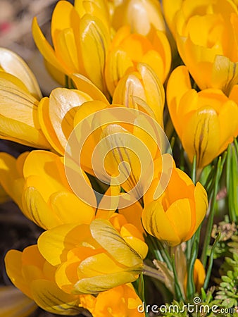 Crocus delicate light yellow Mammut Stock Photo