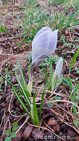 Crocus is an early spring flower. Garden decoration. Inflorescences and buds Stock Photo