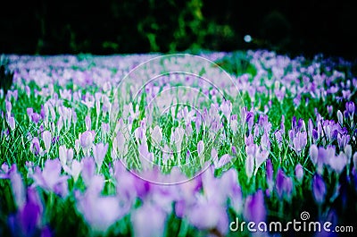 Crocus field- early spring flowers Stock Photo