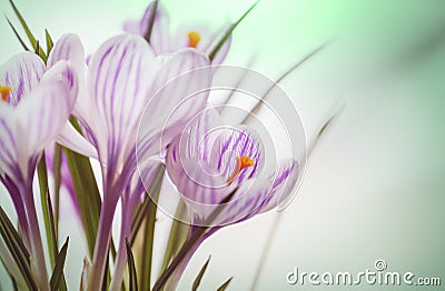 Crocus Stock Photo